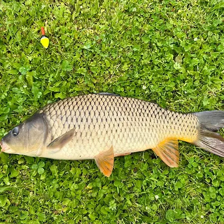 Nyaraló Domecek Drahuska - Own Fishing