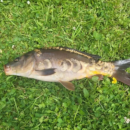 Feriehus Domecek Drahuska - Own Fishing Janov